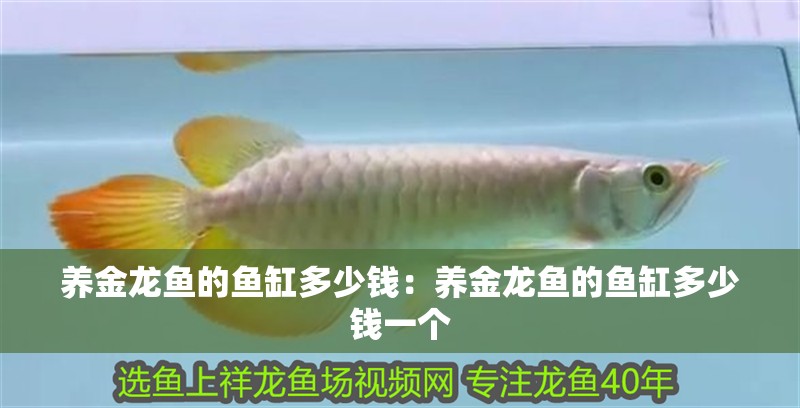 養金龍魚的魚缸多少錢:養金龍魚的魚缸多少錢一個 水族問答 養金龍魚的魚缸多少錢:養金龍魚的魚缸多少錢一個 養金龍魚的魚缸多少錢:養金龍魚的魚缸多少錢一個 水族問答