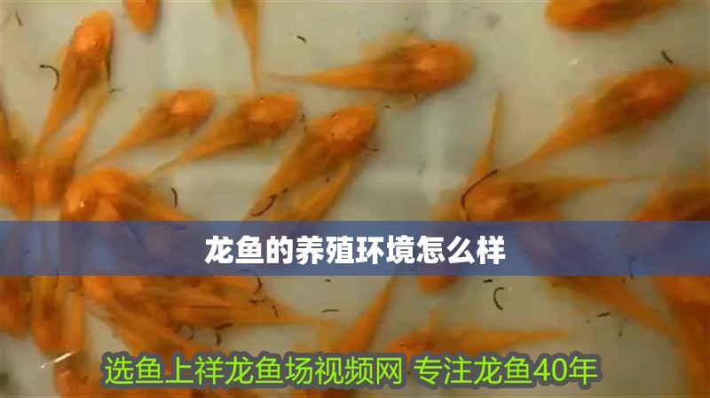 龍魚的養殖環境怎么樣