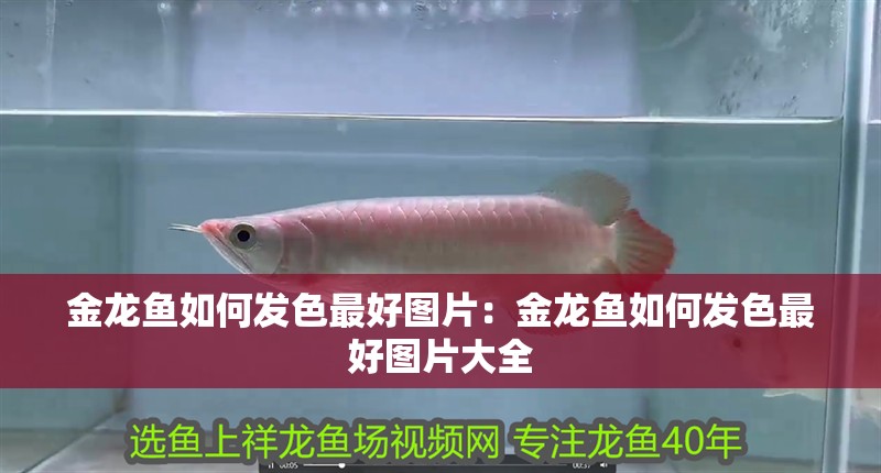 金龍魚如何發色最好圖片：金龍魚如何發色最好圖片大全