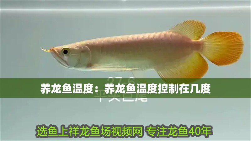 養龍魚溫度：養龍魚溫度控制在幾度 養龍魚溫度：養龍魚溫度控制在幾度 水族問答