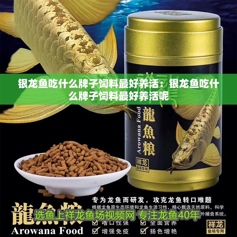 銀龍魚吃什么牌子飼料最好養活：銀龍魚吃什么牌子飼料最好養活呢