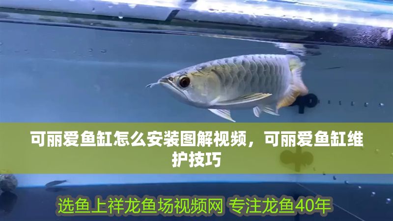 可麗愛魚缸怎么安裝圖解視頻，可麗愛魚缸維護技巧