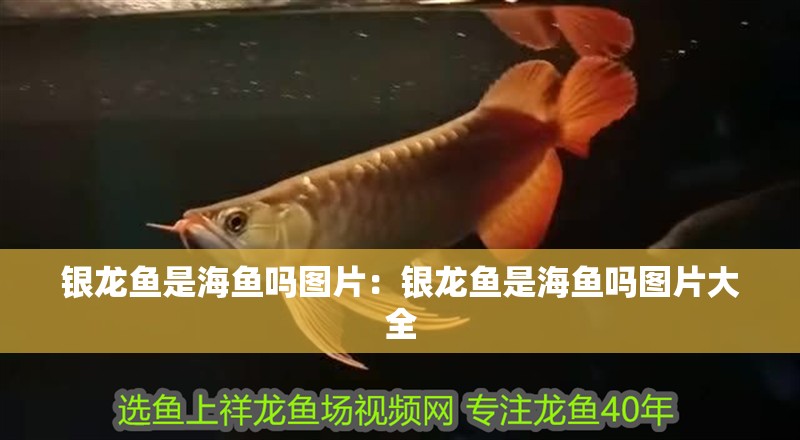 銀龍魚是海魚嗎圖片：銀龍魚是海魚嗎圖片大全
