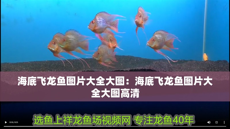 海底飛龍魚圖片大全大圖：海底飛龍魚圖片大全大圖高清