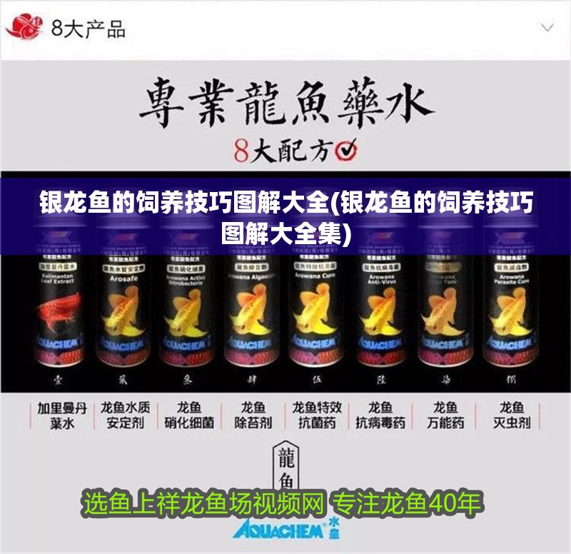 銀龍魚的飼養技巧圖解大全(銀龍魚的飼養技巧圖解大全集)