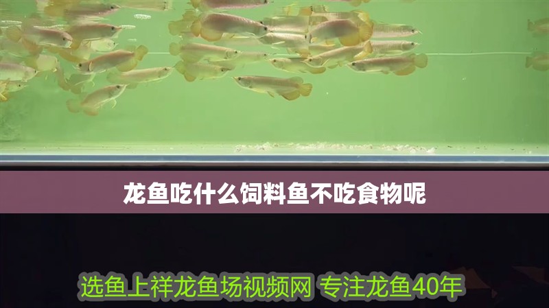 龍魚吃什么飼料魚不吃食物呢