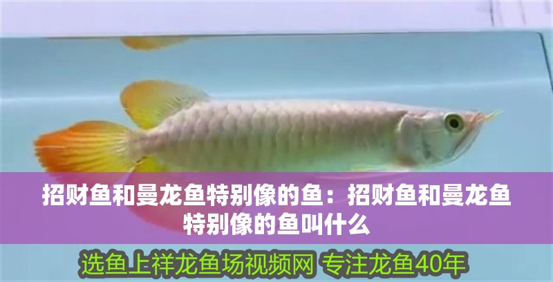 招財魚和曼龍魚特別像的魚：招財魚和曼龍魚特別像的魚叫什么