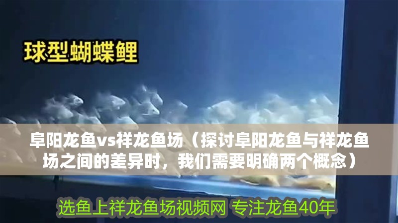 阜陽(yáng)龍魚(yú)vs祥龍魚(yú)場(chǎng)（探討阜陽(yáng)龍魚(yú)與祥龍魚(yú)場(chǎng)之間的差異時(shí)，我們需要明確兩個(gè)概念）