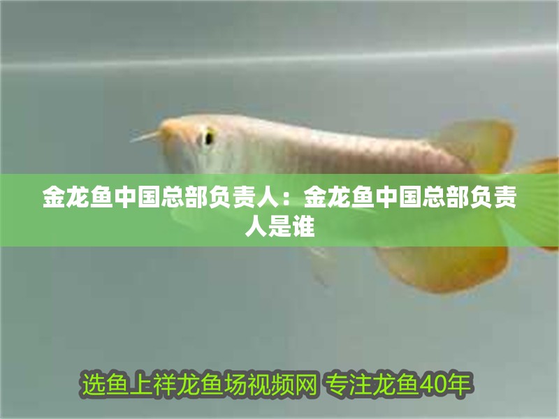 金龍魚中國總部負責人：金龍魚中國總部負責人是誰