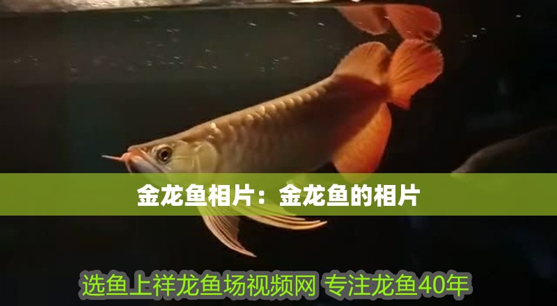 金龍魚相片：金龍魚的相片