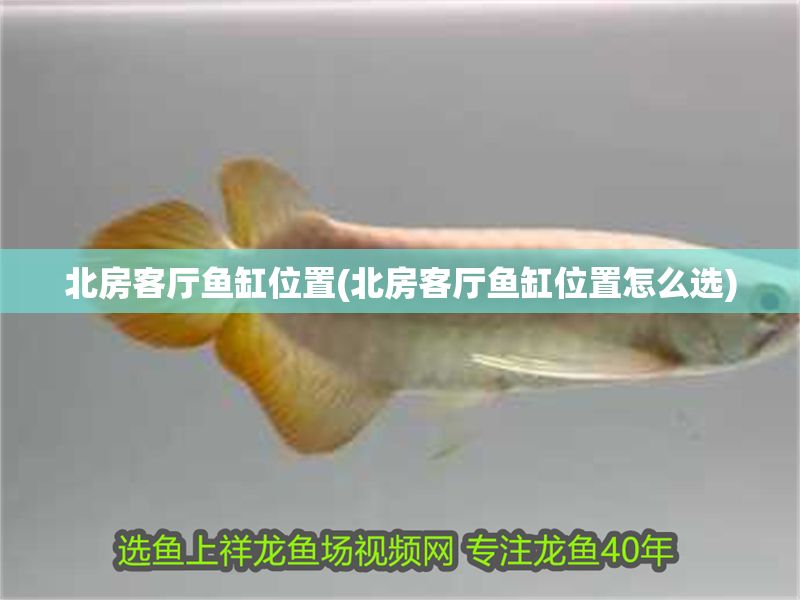 北房客廳魚缸位置(北房客廳魚缸位置怎么選)