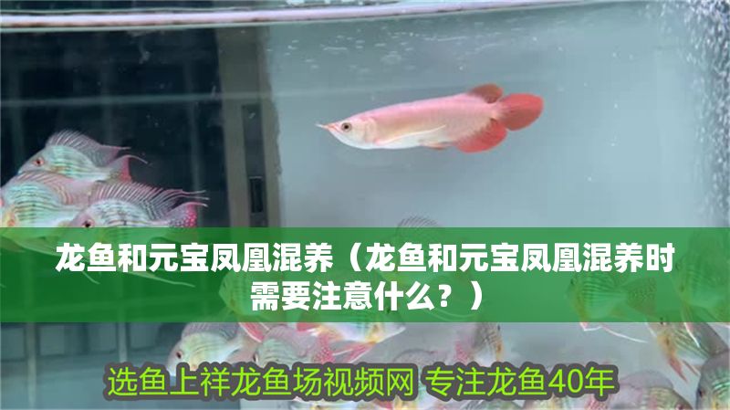 龍魚和元寶鳳凰混養（龍魚和元寶鳳凰混養時需要注意什么？）