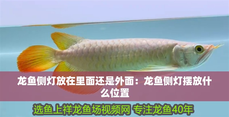 龍魚側(cè)燈放在里面還是外面：龍魚側(cè)燈擺放什么位置