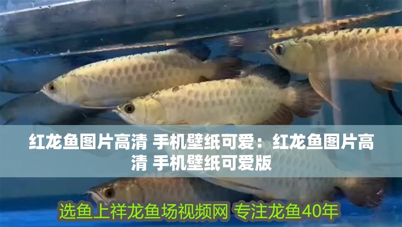 紅龍魚圖片高清 手機(jī)壁紙可愛(ài)：紅龍魚圖片高清 手機(jī)壁紙可愛(ài)版