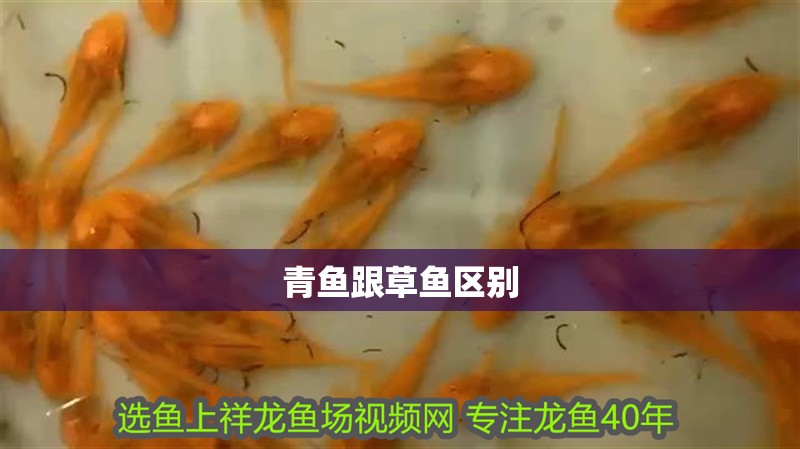 青魚跟草魚區別