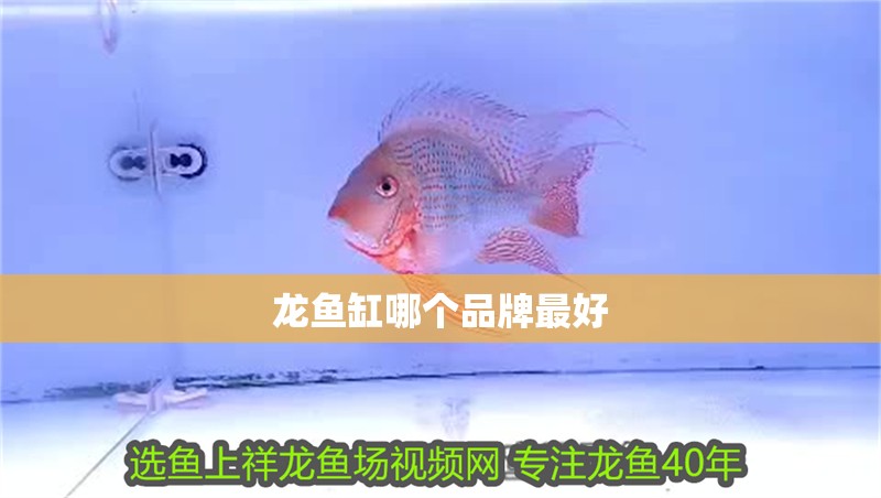 龍魚(yú)缸哪個(gè)品牌最好