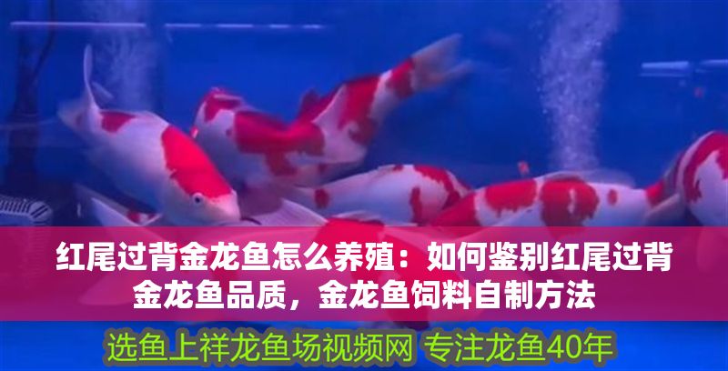 紅尾過背金龍魚怎么養殖：如何鑒別紅尾過背金龍魚品質，金龍魚飼料自制方法