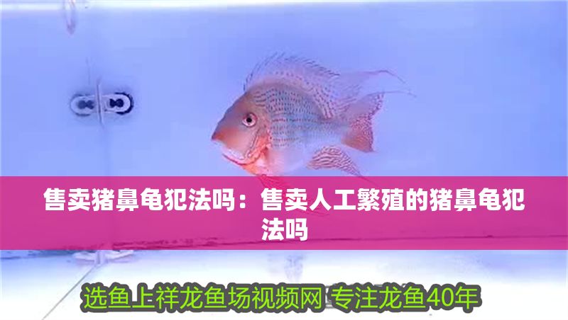 售賣豬鼻龜犯法嗎：售賣人工繁殖的豬鼻龜犯法嗎 售賣豬鼻龜犯法嗎：售賣人工繁殖的豬鼻龜犯法嗎 豬鼻龜百科 第1張