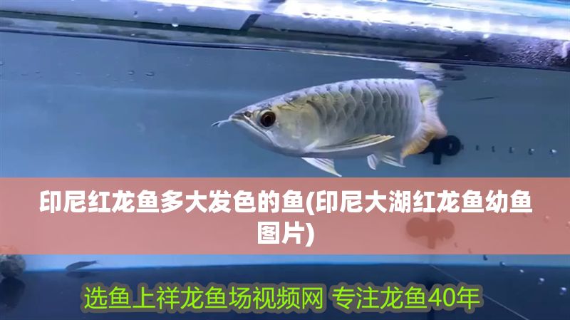 印尼紅龍魚多大發色的魚(印尼大湖紅龍魚幼魚圖片)