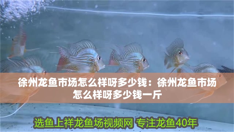 徐州龍魚市場怎么樣呀多少錢：徐州龍魚市場怎么樣呀多少錢一斤