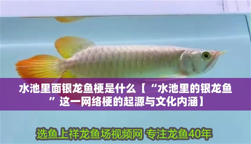 水池里面銀龍魚梗是什么【“水池里的銀龍魚”這一網(wǎng)絡(luò)梗的起源與文化內(nèi)涵】