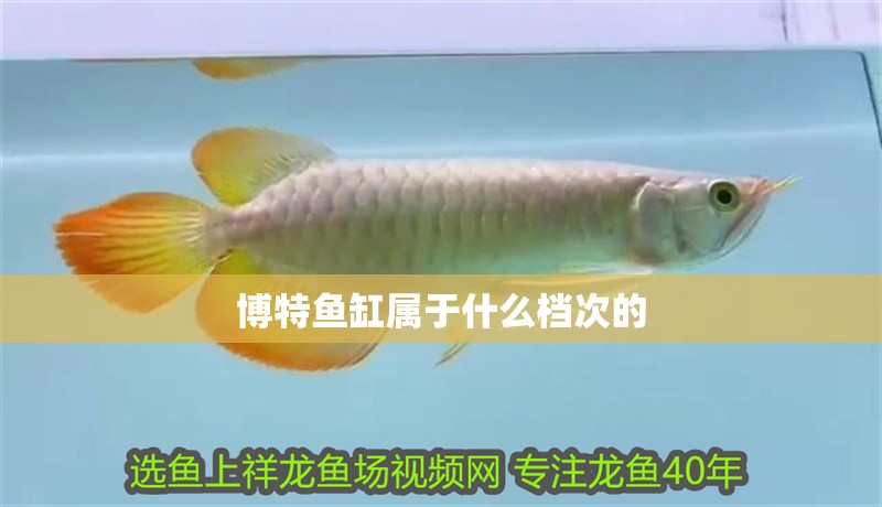 博特魚缸屬于什么檔次的