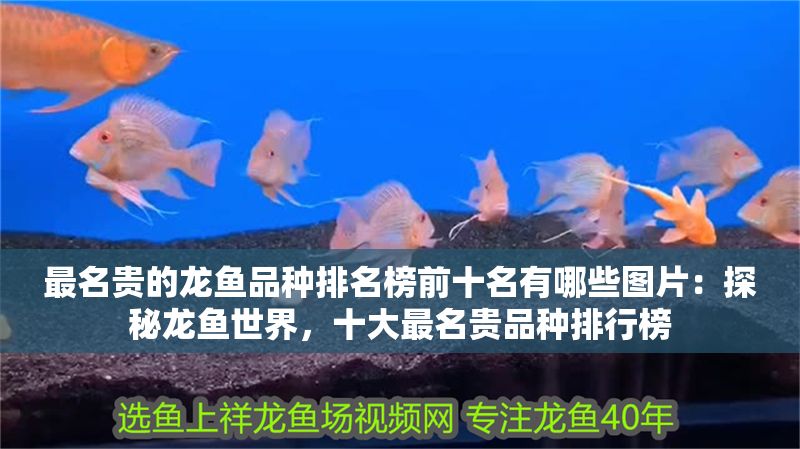 最名貴的龍魚(yú)品種排名榜前十名有哪些圖片：探秘龍魚(yú)世界，十大最名貴品種排行榜