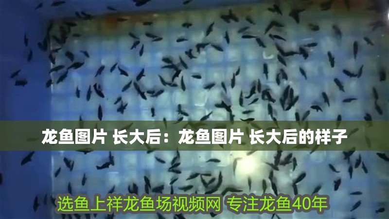龍魚圖片 長大后：龍魚圖片 長大后的樣子