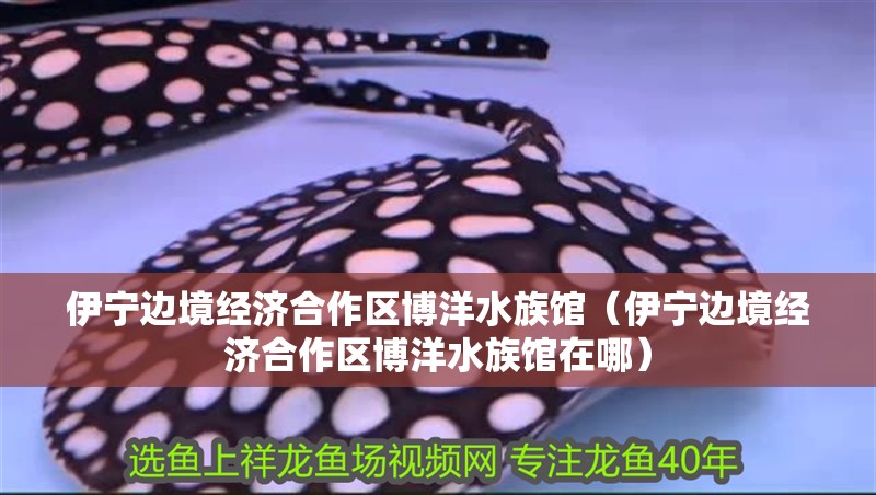 伊寧邊境經濟合作區博洋水族館（伊寧邊境經濟合作區博洋水族館在哪） 伊寧邊境經濟合作區博洋水族館（伊寧邊境經濟合作區博洋水族館在哪） 全國水族館企業名錄 第2張