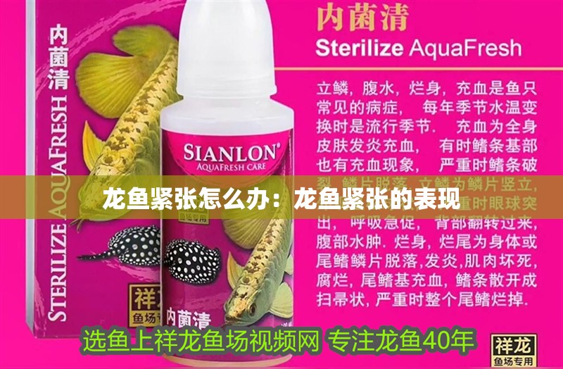 龍魚緊張怎么辦：龍魚緊張的表現