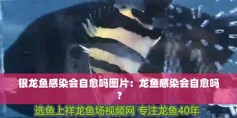 銀龍魚感染會自愈嗎圖片：龍魚感染會自愈嗎？