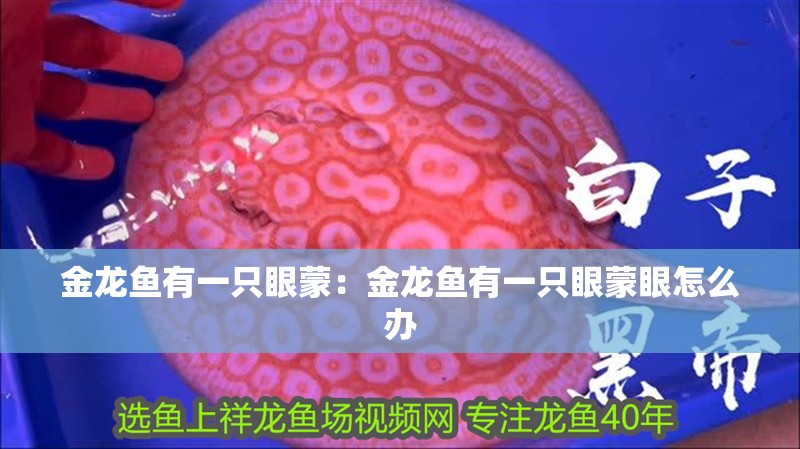 金龍魚有一只眼蒙：金龍魚有一只眼蒙眼怎么辦