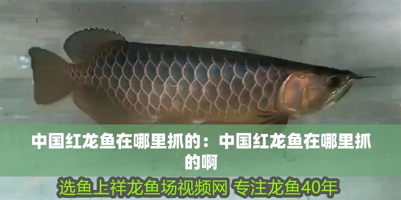 中國(guó)紅龍魚(yú)在哪里抓的：中國(guó)紅龍魚(yú)在哪里抓的啊