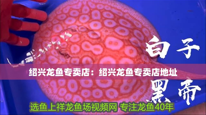 紹興龍魚專賣店：紹興龍魚專賣店地址