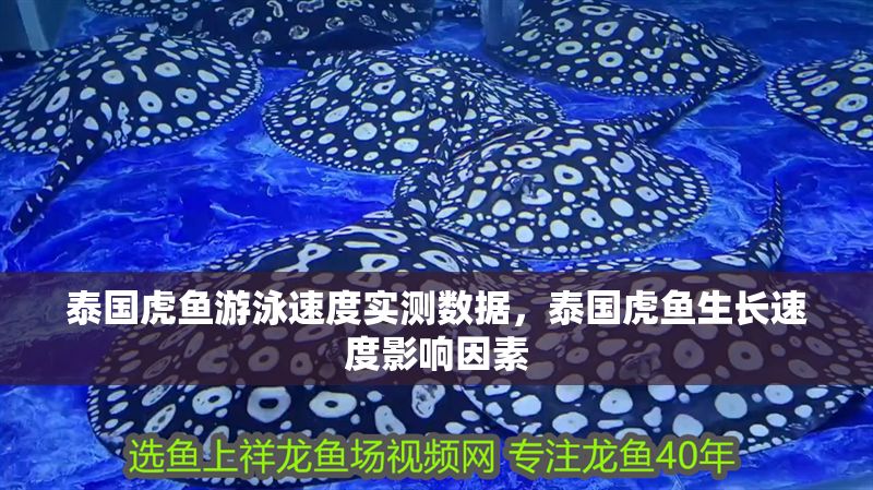 泰國虎魚游泳速度實測數據，泰國虎魚生長速度影響因素