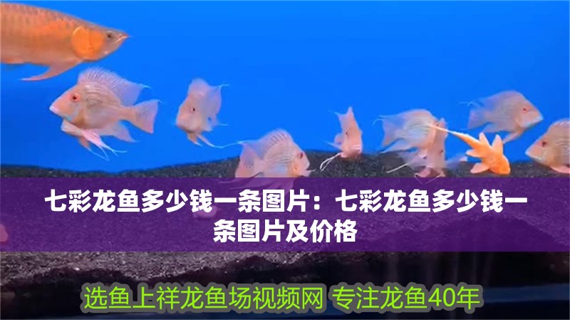 七彩龍魚多少錢一條圖片：七彩龍魚多少錢一條圖片及價格 七彩龍魚多少錢一條圖片：七彩龍魚多少錢一條圖片及價格 水族問答