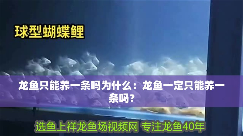 龍魚只能養(yǎng)一條嗎為什么：龍魚一定只能養(yǎng)一條嗎？