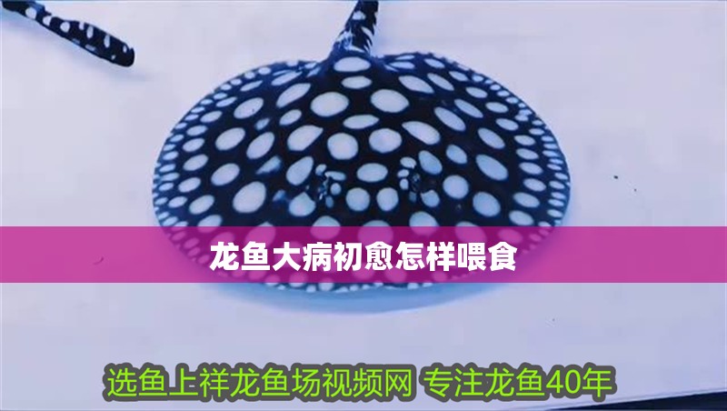 龍魚(yú)大病初愈怎樣喂食