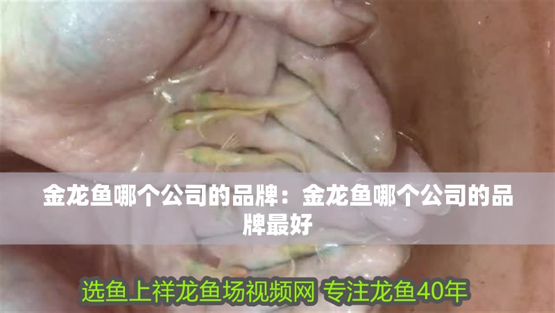 金龍魚哪個(gè)公司的品牌：金龍魚哪個(gè)公司的品牌最好