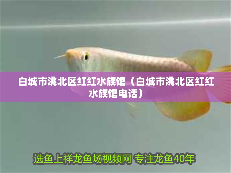 白城市洮北區紅紅水族館（白城市洮北區紅紅水族館電話）