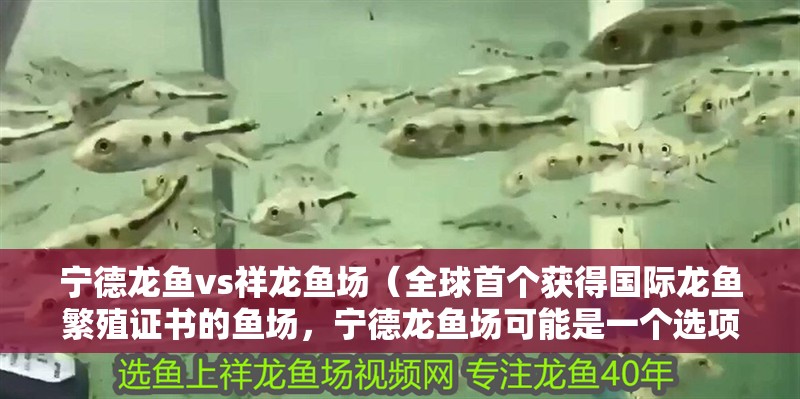 寧德龍魚vs祥龍魚場（全球首個獲得國際龍魚繁殖證書的魚場，寧德龍魚場可能是一個選項）