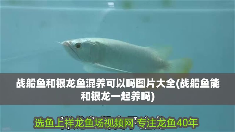 戰(zhàn)船魚(yú)和銀龍魚(yú)混養(yǎng)可以嗎圖片大全(戰(zhàn)船魚(yú)能和銀龍一起養(yǎng)嗎)