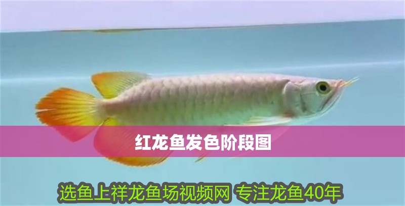紅龍魚發色階段圖