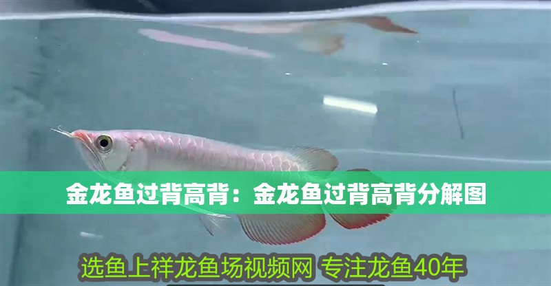 金龍魚過背高背：金龍魚過背高背分解圖