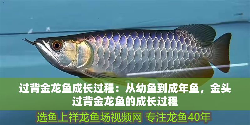 過背金龍魚成長過程：從幼魚到成年魚，金頭過背金龍魚的成長過程