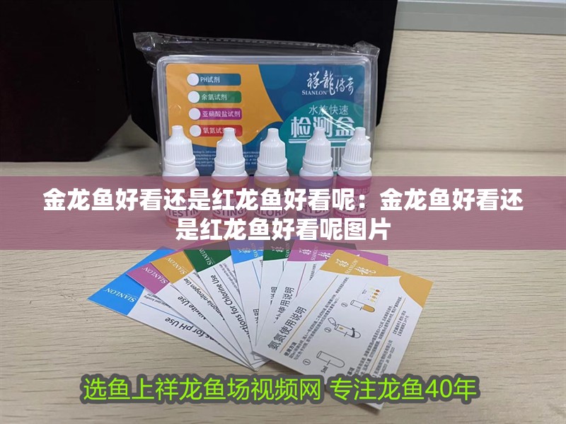 金龍魚好看還是紅龍魚好看呢：金龍魚好看還是紅龍魚好看呢圖片