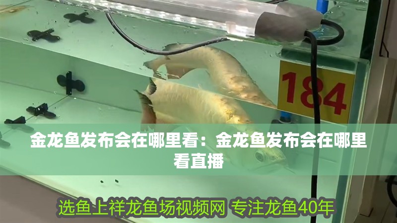金龍魚發布會在哪里看：金龍魚發布會在哪里看直播 金龍魚發布會在哪里看：金龍魚發布會在哪里看直播 水族問答