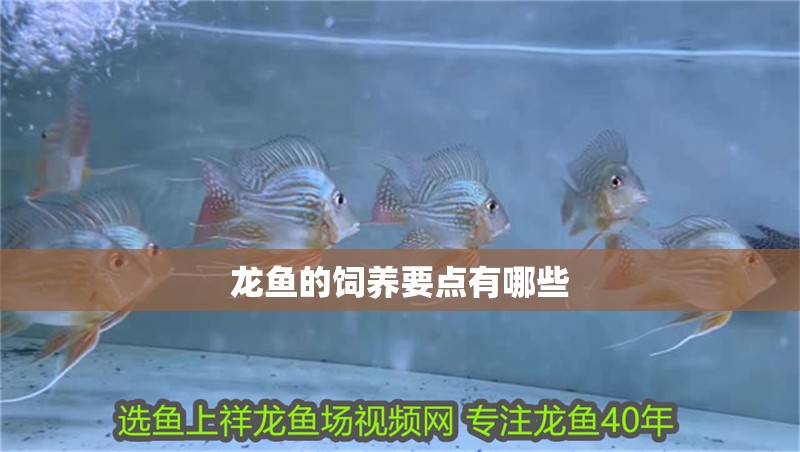 龍魚的飼養要點有哪些