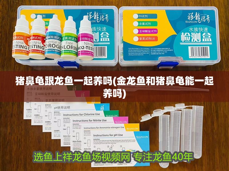 豬鼻龜跟龍魚一起養嗎(金龍魚和豬鼻龜能一起養嗎)