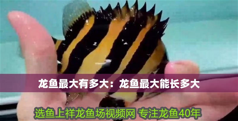 龍魚最大有多大:龍魚最大能長多大 水族問答 龍魚最大有多大:龍魚最大能長多大 龍魚最大有多大:龍魚最大能長多大 水族問答